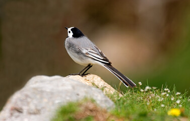 Naklejka premium Bergeronnette grise,.Motacilla alba, White Wagtail
