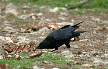 Fototapeta premium Grand Corbeau,.Corvus corax, Northern Raven