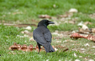 Grand Corbeau,.Corvus corax, Northern Raven