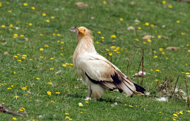 Vautour percnoptère , Percnoptère d'Égypte,.Neophron percnopterus, Egyptian Vulture
