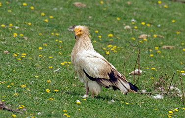 Vautour percnoptère , Percnoptère d'Égypte,.Neophron percnopterus, Egyptian Vulture