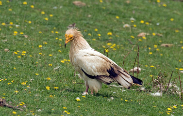 Vautour percnoptère , Percnoptère d'Égypte,.Neophron percnopterus, Egyptian Vulture