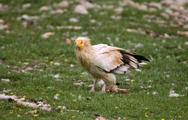 Vautour percnoptère , Percnoptère d'Égypte,.Neophron percnopterus, Egyptian Vulture