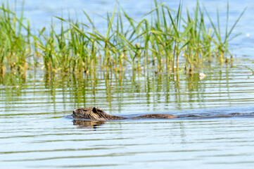Ragondin; myocastor coypus