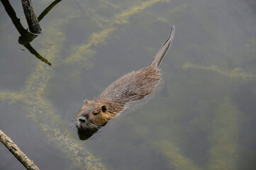Ragondin; myocastor coypus