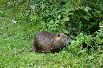 Ragondin; myocastor coypus