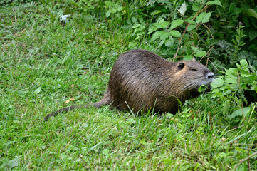 Ragondin; myocastor coypus