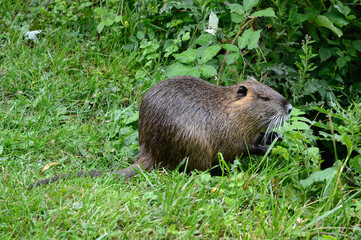 Ragondin; myocastor coypus