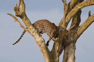 leopard, Panthera pardus, réserve Masai Mara, Kenya