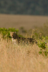 leopard, Panthera pardus, réserve Masai Mara, Kenya
