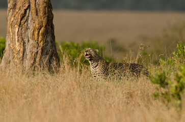 leopard, Panthera pardus, réserve Masai Mara, Kenya
