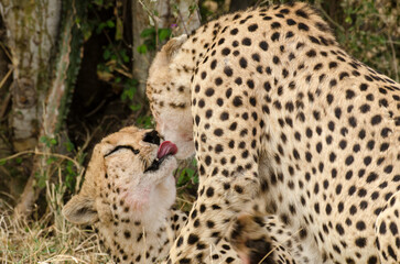 Guépard, Acinonyx jubatus, Réserve de Masai Mara, Kenya