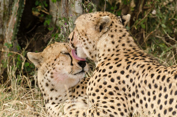 Guépard, Acinonyx jubatus, Réserve de Masai Mara, Kenya