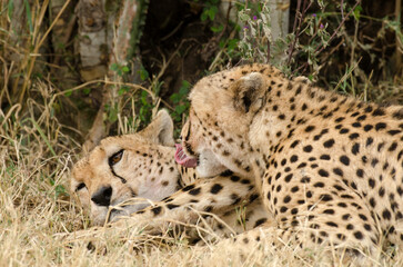 Guépard, Acinonyx jubatus, Réserve de Masai Mara, Kenya