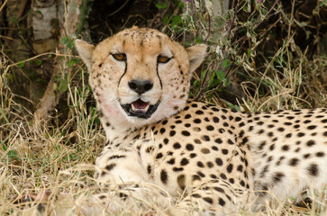 Guépard, Acinonyx jubatus, Réserve de Masai Mara, Kenya