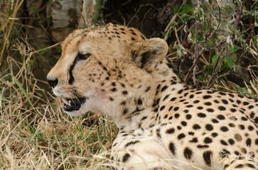 Guépard, Acinonyx jubatus, Réserve de Masai Mara, Kenya