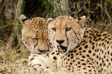 Guépard, Acinonyx jubatus, Réserve de Masai Mara, Kenya