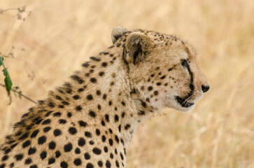 Guépard, Acinonyx jubatus, Réserve de Masai Mara, Kenya