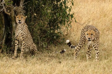 Guépard, Acinonyx jubatus, Réserve de Masai Mara, Kenya