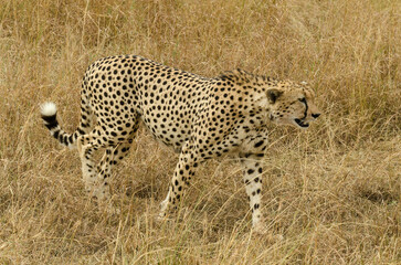 Guépard, Acinonyx jubatus, Réserve de Masai Mara, Kenya