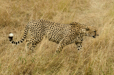 Guépard, Acinonyx jubatus, Réserve de Masai Mara, Kenya