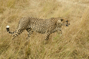 Guépard, Acinonyx jubatus, Réserve de Masai Mara, Kenya