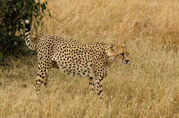 Guépard, Acinonyx jubatus, Réserve de Masai Mara, Kenya