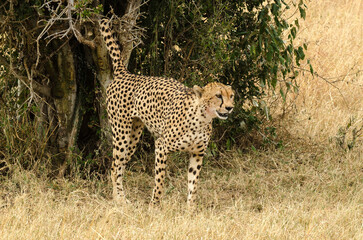 Guépard, Acinonyx jubatus, Réserve de Masai Mara, Kenya