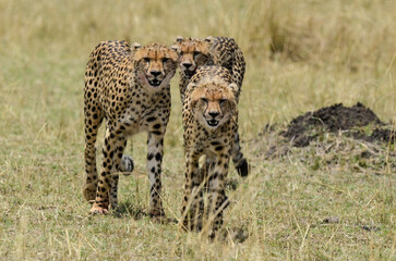 Guépard, Acinonyx jubatus, Réserve de Masai Mara, Kenya