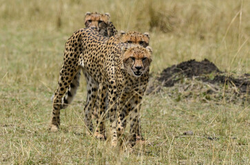 Guépard, Acinonyx jubatus, Réserve de Masai Mara, Kenya