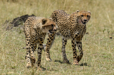 Guépard, Acinonyx jubatus, Réserve de Masai Mara, Kenya