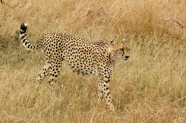 Guépard, Acinonyx jubatus, Réserve de Masai Mara, Kenya