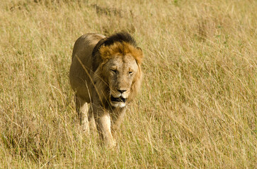 lion, mâle, Panthera leo, Parc national du Serengeti, Tanzanie