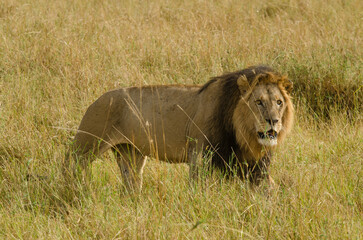lion, mâle, Panthera leo, Parc national du Serengeti, Tanzanie