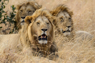 lion, mâle, Panthera leo, Parc national du Serengeti, Tanzanie