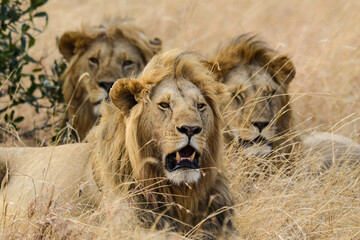 lion, mâle, Panthera leo, Parc national du Serengeti, Tanzanie