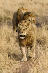 lion, mâle, Panthera leo, Parc national du Serengeti, Tanzanie