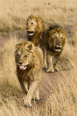 lion, mâle, Panthera leo, Parc national du Serengeti, Tanzanie