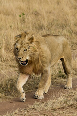 lion, mâle, Panthera leo, Parc national du Serengeti, Tanzanie