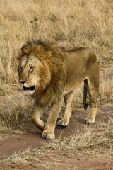 lion, mâle, Panthera leo, Parc national du Serengeti, Tanzanie