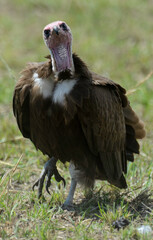 Vautour charognard,.Necrosyrtes monachus, Hooded Vulture