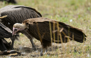 Vautour charognard,.Necrosyrtes monachus, Hooded Vulture