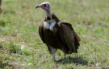 Vautour charognard,.Necrosyrtes monachus, Hooded Vulture
