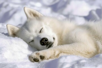 Naklejka premium White dog relaxes peacefully in soft snow under warm sunlight in a winter landscape