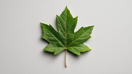 Fresh green leaf placed elegantly on a clean white background showcasing nature's beauty and simplicity