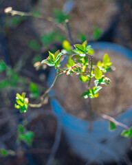 5-gallaon growing containers with blooming blueberry bushes pink flower young leaves background, selective focus delicate bell-shaped, white pinkish flowers, backyard garden Dallas, Texas