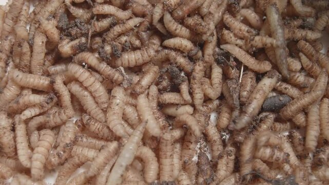 Closeup Maggots Squirming Around