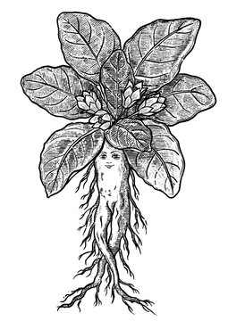 mandragora