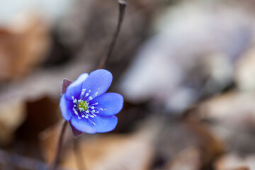 Liverleaf hepatica nobilis in dry grass of springtime forest