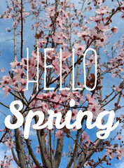 Mensaje Hello Spring con flores de sakura (flor de cerezo) en primavera. Fondo con flor del árbol de sakura con cielo azul © teracreonte